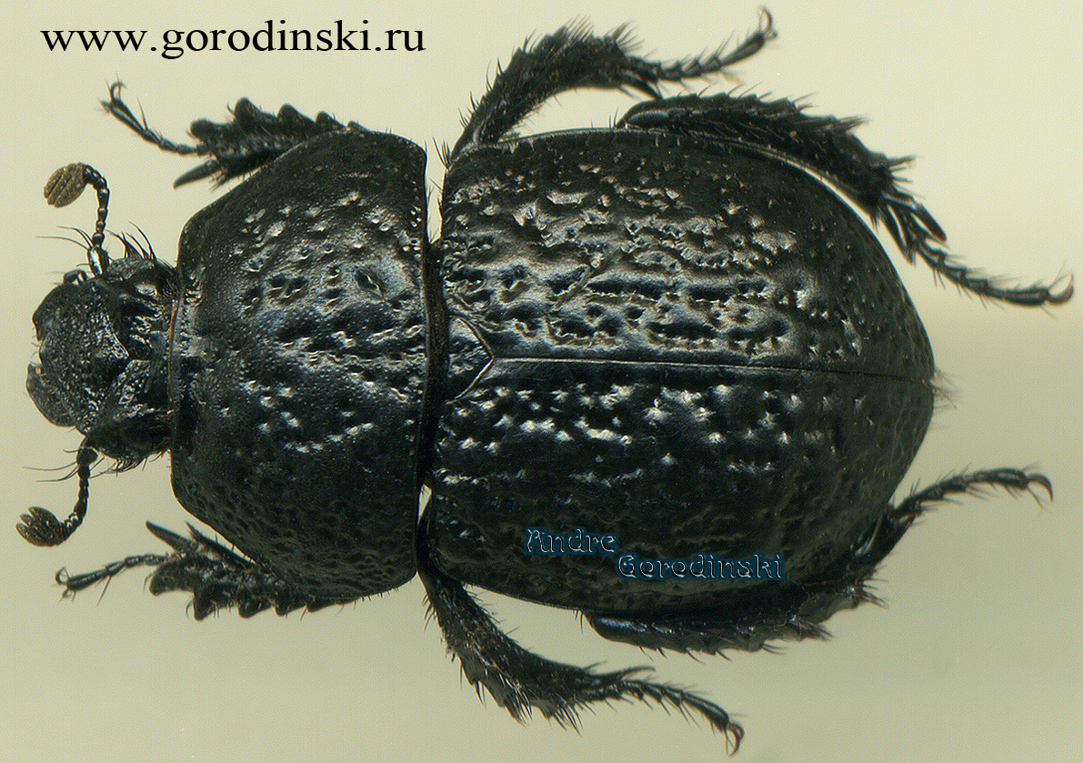 http://www.gorodinski.ru/geotrupes/Odontotrypes haba.jpg